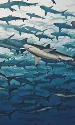 Play Sharks HD