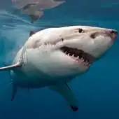 Free play online Sharks Jigsaw Puzzle APK Free play online Sharks Jigsaw Puzzle APK