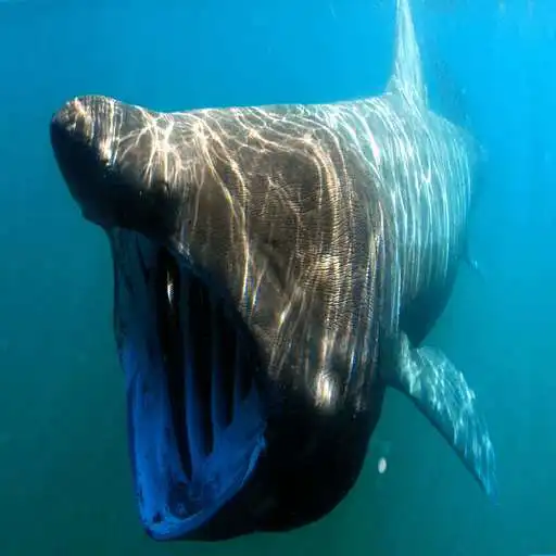 Free play online Sharks of the World 1 FREE APK Free play online Sharks of the World 1 FREE APK
