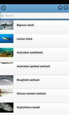 Play Sharks