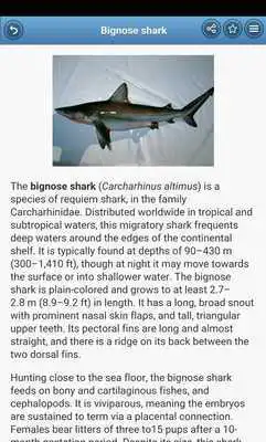 Play Sharks