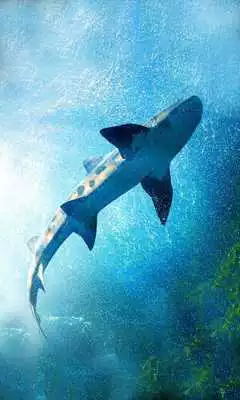 Play Sharks Sea live wallpaper