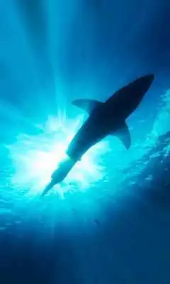 Play Sharks Sea live wallpaper