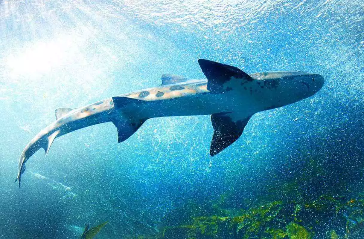 Play Sharks Sea live wallpaper