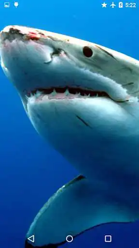 Play APK Sharks Underwater  and enjoy Sharks Underwater with UptoPlay com.sapps.sharksunderwater