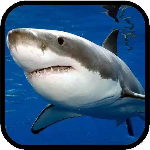 Run free android online Sharks. Video Wallpaper APK Run free android online Sharks. Video Wallpaper APK