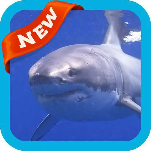 Play Shark Wallpaper APK Play Shark Wallpaper APK