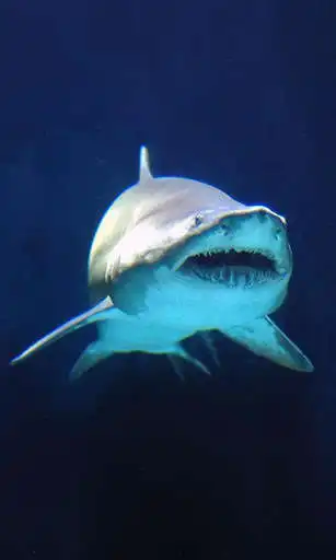 Play Shark Wallpaper as an online game Shark Wallpaper with UptoPlay