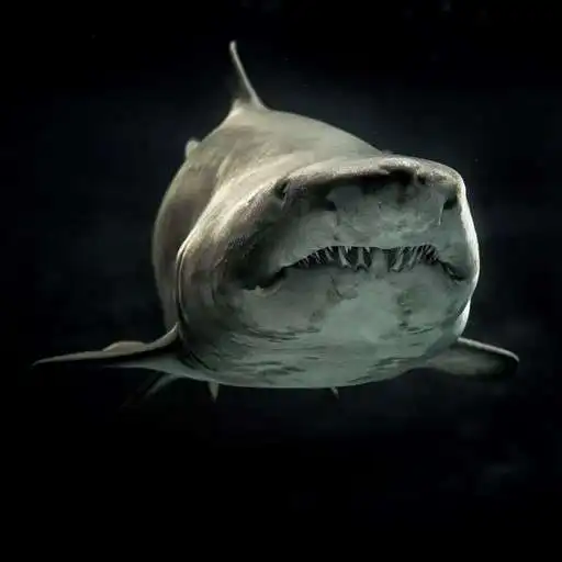 Play Shark Wallpapers APK Play Shark Wallpapers APK