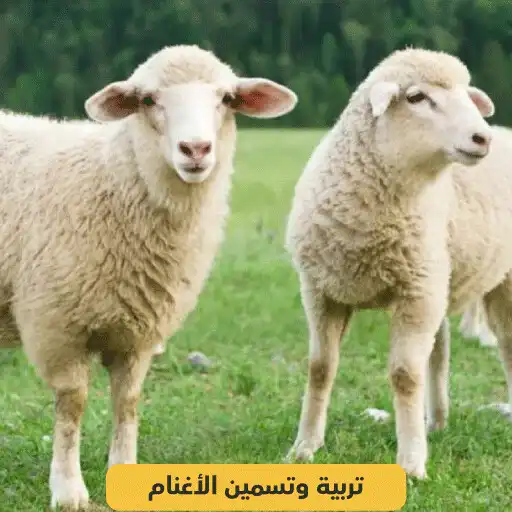 Play Sheep breeding and fattening APK