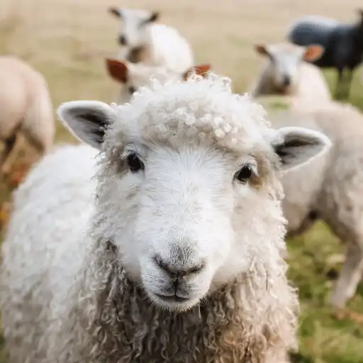 Play Sheep Detector Proximity Scan APK Play Sheep Detector Proximity Scan APK