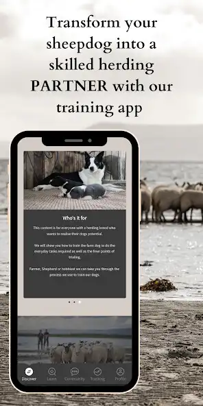 Play Sheepdog School  and enjoy Sheepdog School with UptoPlay