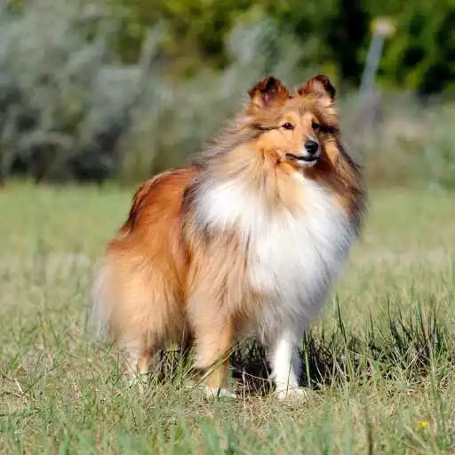 Play Sheepdogs Wallpaper APK