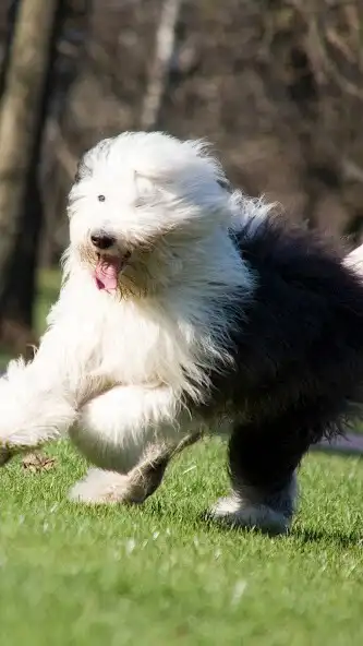 Play Sheepdogs Wallpaper  and enjoy Sheepdogs Wallpaper with UptoPlay