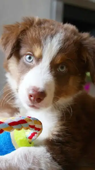 Play Sheepdogs Wallpaper as an online game Sheepdogs Wallpaper with UptoPlay