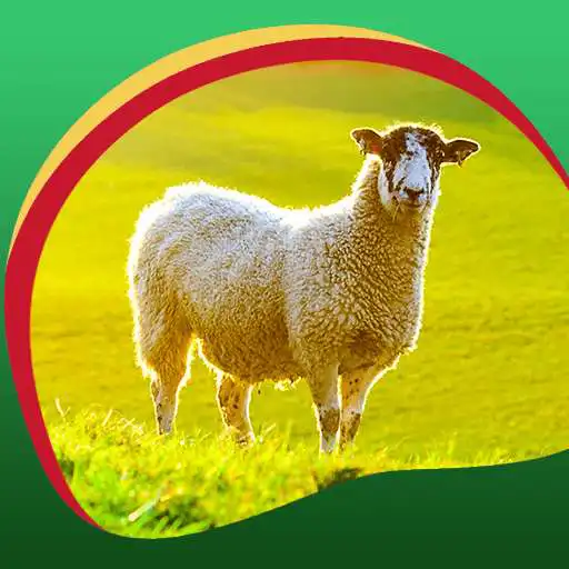 Free play online Sheep Live Wallpapers  APK