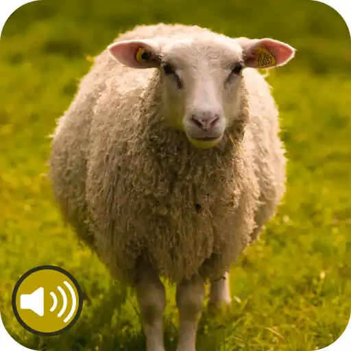 Play Sheep Ringtones APK