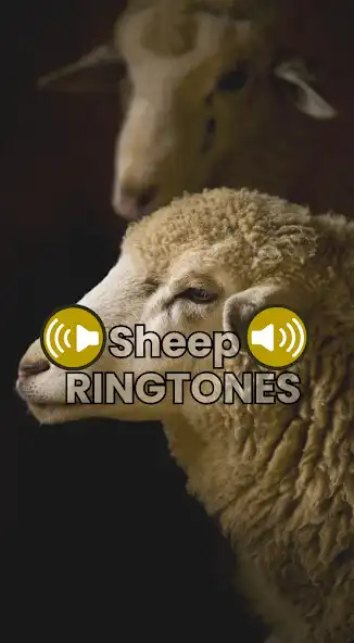 Play Sheep Ringtones and enjoy Sheep Ringtones with UptoPlay Play Sheep Ringtones and enjoy Sheep Ringtones with UptoPlay