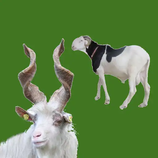Play Sheeps and Goats APK