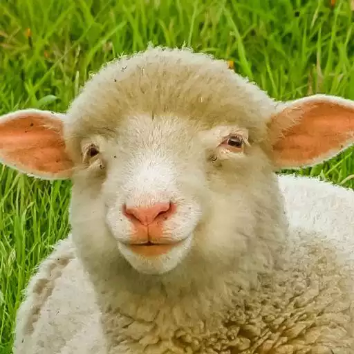 Free play online Sheep sounds APK Free play online Sheep sounds APK