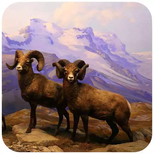 Play Sheep Wallpaper APK