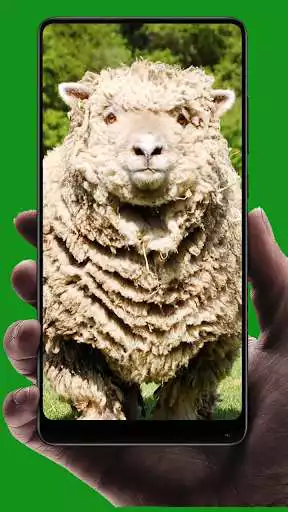 Play Sheep Wallpaper  and enjoy Sheep Wallpaper with UptoPlay