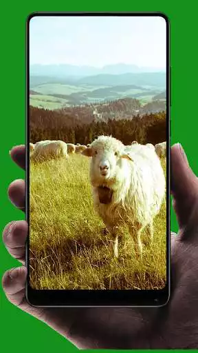 Play Sheep Wallpaper as an online game Sheep Wallpaper with UptoPlay