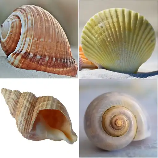Play Shell identifier APK Play Shell identifier APK