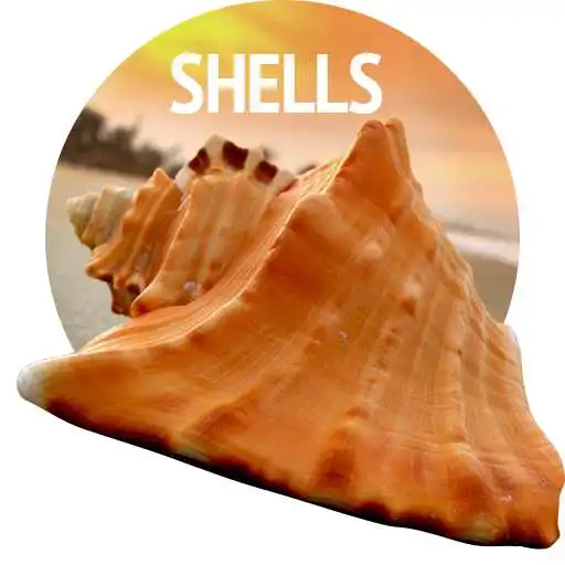 Play Shells Wallpapers in 4K APK Play Shells Wallpapers in 4K APK