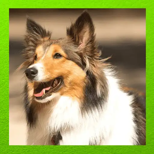 Play Shetland Sheepdog APK Play Shetland Sheepdog APK