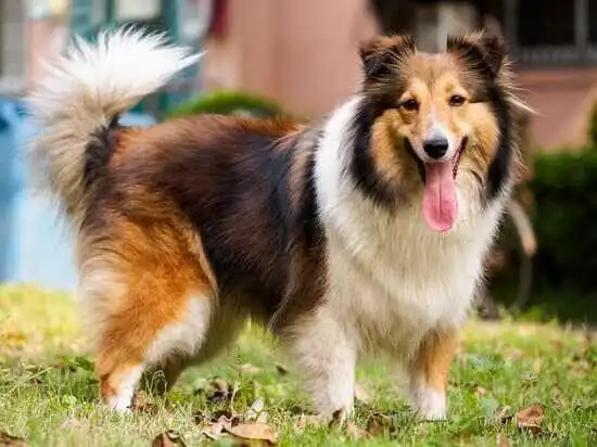 Play Shetland Sheepdog  and enjoy Shetland Sheepdog with UptoPlay