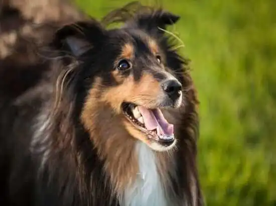 Play Shetland Sheepdog as an online game Shetland Sheepdog with UptoPlay