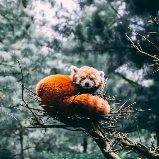 Play Shifu Wallpapers APK Play Shifu Wallpapers APK
