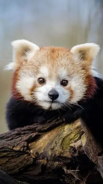 Play Shifu Wallpapers  and enjoy Shifu Wallpapers with UptoPlay