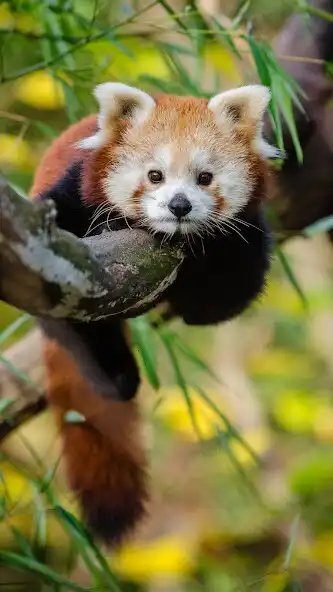 Play Shifu Wallpapers as an online game Shifu Wallpapers with UptoPlay
