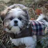 Free play online Shih Tzu Dogs Jigsaw Puzzles APK