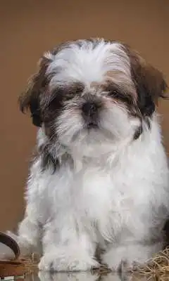 Play Shih Tzu Dogs Jigsaw Puzzles