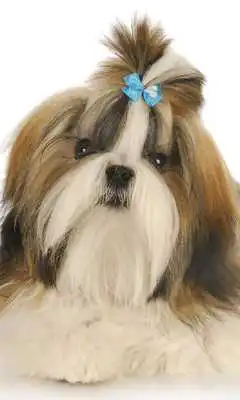 Play Shih Tzu Dogs Jigsaw Puzzles