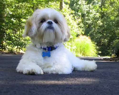 Play Shih Tzu Dogs Jigsaw Puzzles