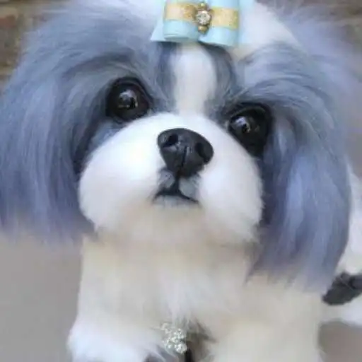 Play Shih Tzu Wallpaper HD APK