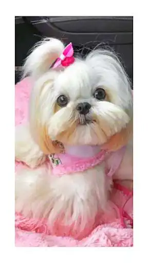 Play Shih Tzu Wallpaper HD  and enjoy Shih Tzu Wallpaper HD with UptoPlay