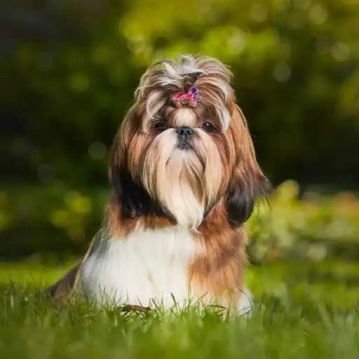 Play Shih Tzu Wallpaper APK