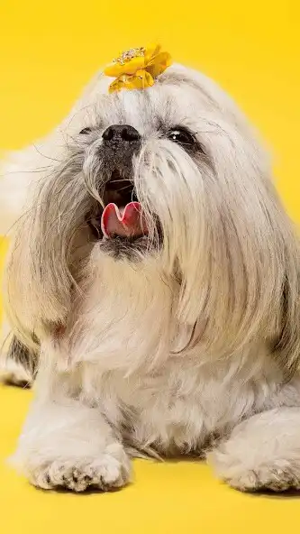 Play Shih Tzu Wallpaper  and enjoy Shih Tzu Wallpaper with UptoPlay