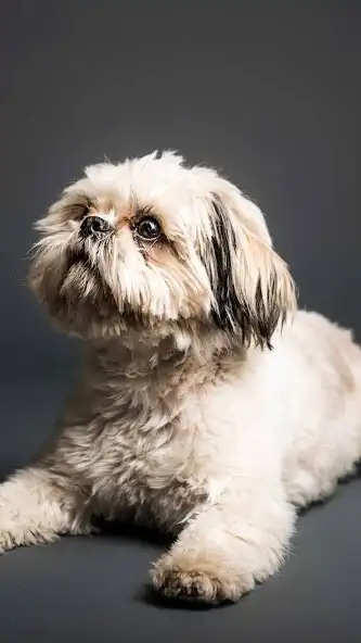 Play Shih Tzu Wallpaper as an online game Shih Tzu Wallpaper with UptoPlay