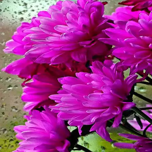 Free play online Shiny Flowers Live Wallpaper APK Free play online Shiny Flowers Live Wallpaper APK