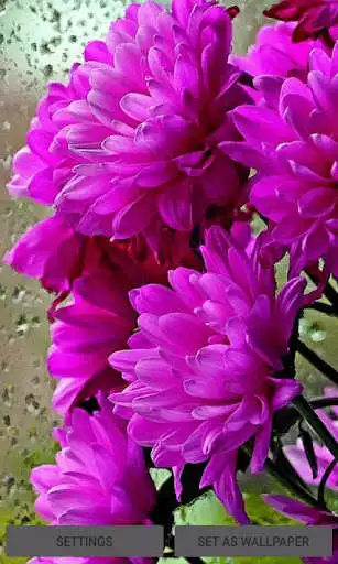 Play Shiny Flowers Live Wallpaper