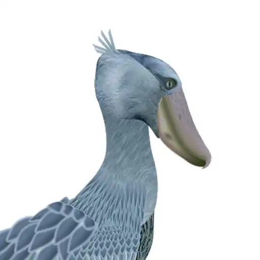 Play Shoebill APK