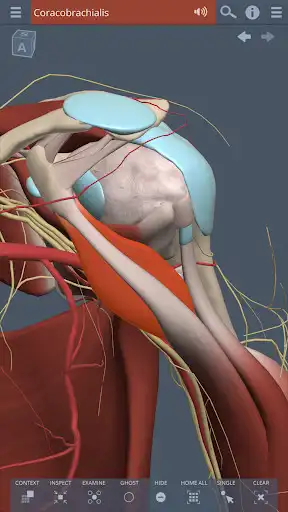 Play APK Shoulder and Arm: 3D RT - Sub  and enjoy Shoulder and Arm: 3D RT - Sub with UptoPlay com.PrimalPictures.ShoulderViewer