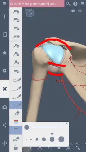 Play APK Shoulder and Arm: 3D RT - Sub  and enjoy Shoulder and Arm: 3D RT - Sub with UptoPlay com.PrimalPictures.ShoulderViewer