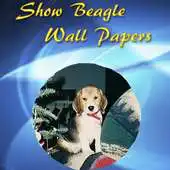 Free play online Show Beagles Wall Papers 2013 APK Free play online Show Beagles Wall Papers 2013 APK